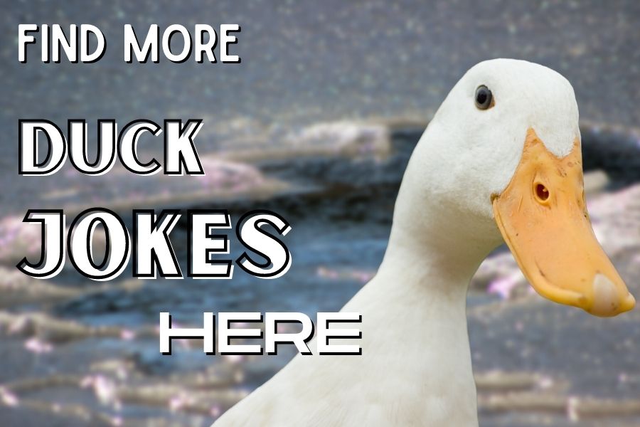 more duck jokes