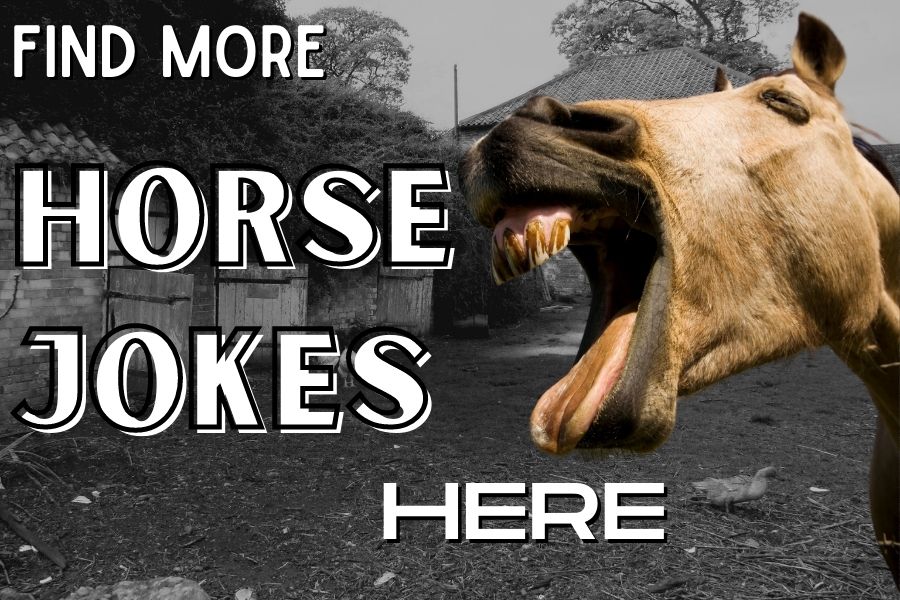 more horse jokes
